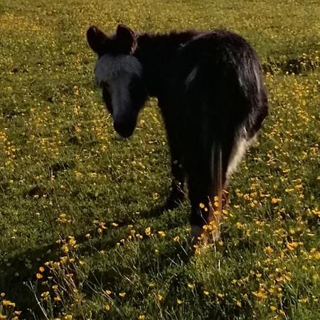 Hotel Durham Donkey Rescue Shepherd'S Hut Zewnętrze zdjęcie