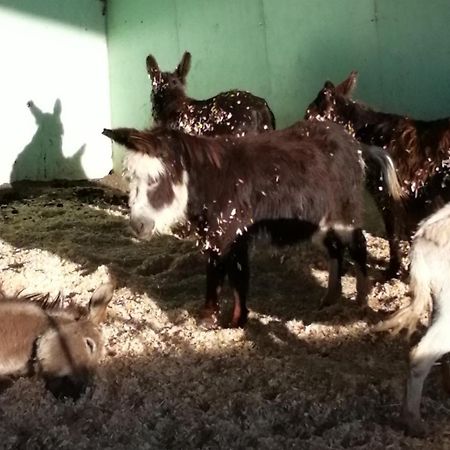 Hotel Durham Donkey Rescue Shepherd'S Hut Zewnętrze zdjęcie