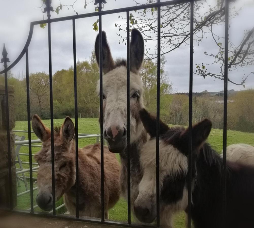 Hotel Durham Donkey Rescue Shepherd'S Hut Zewnętrze zdjęcie