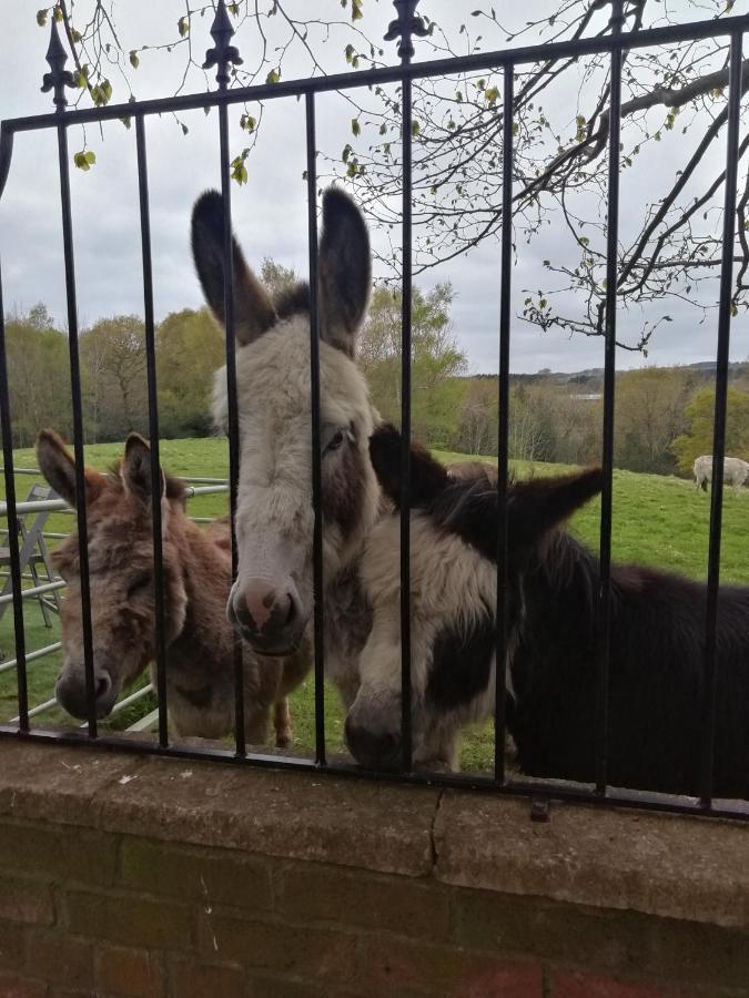 Hotel Durham Donkey Rescue Shepherd'S Hut Zewnętrze zdjęcie