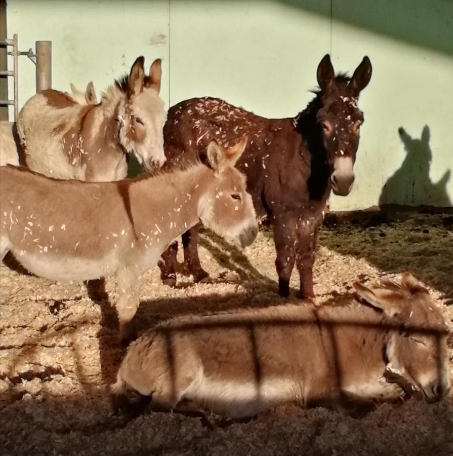 Hotel Durham Donkey Rescue Shepherd'S Hut Zewnętrze zdjęcie