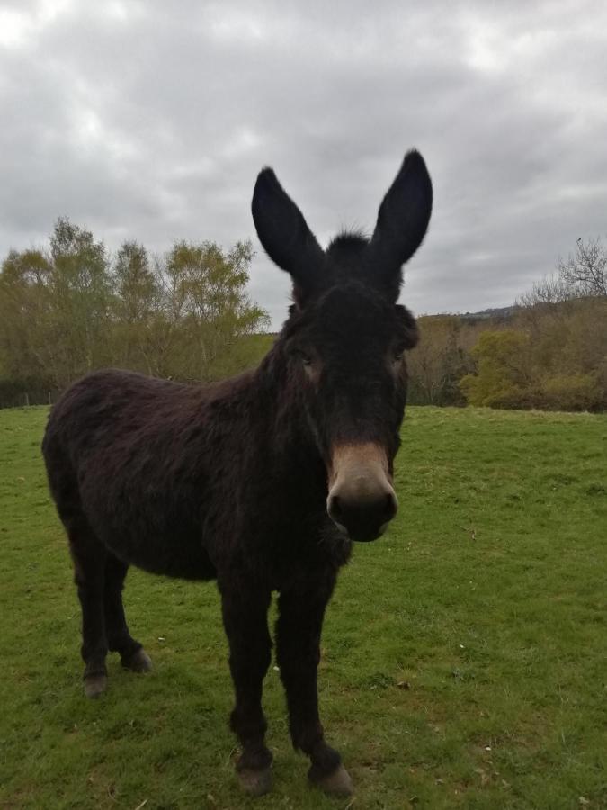 Hotel Durham Donkey Rescue Shepherd'S Hut Zewnętrze zdjęcie