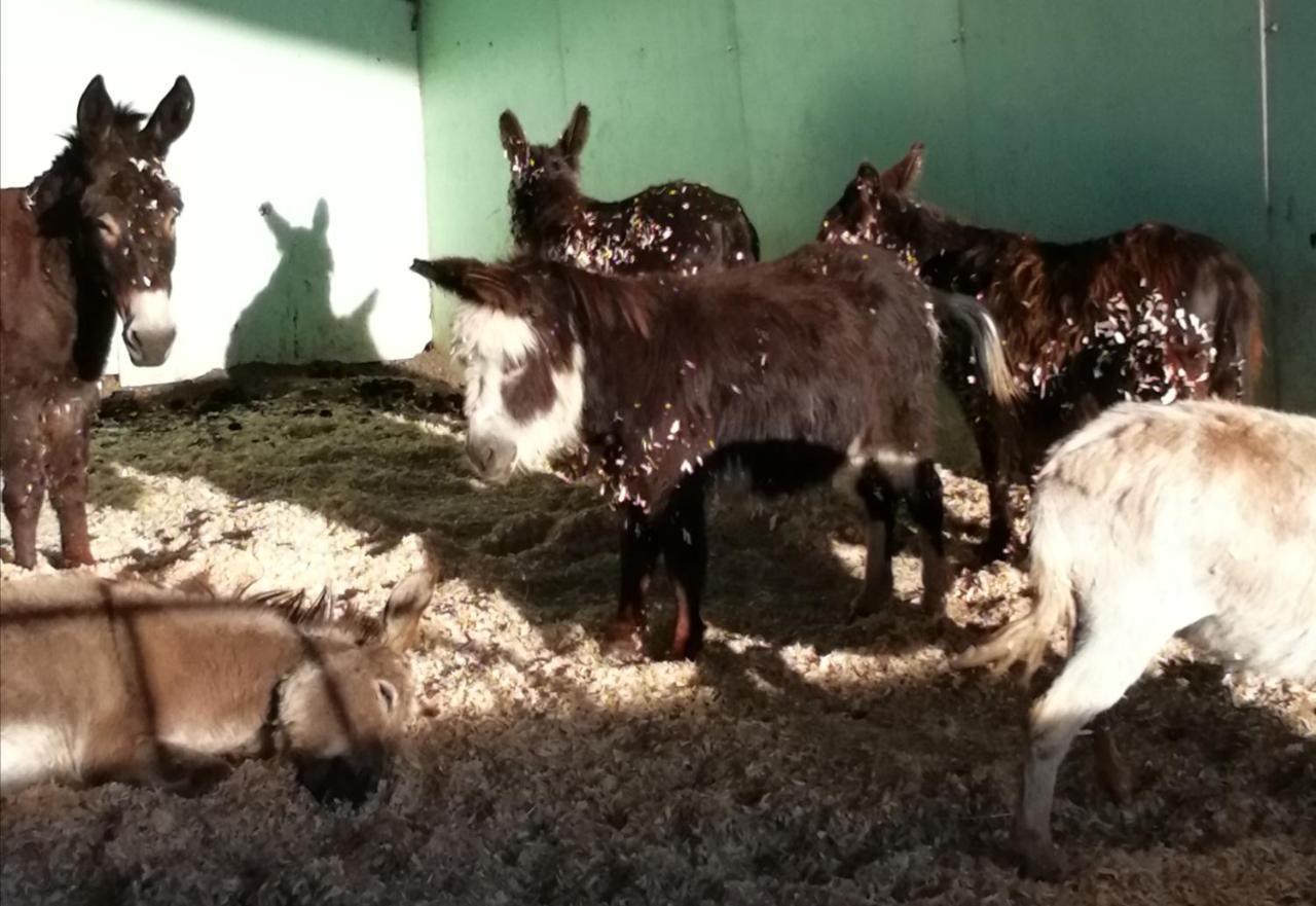 Hotel Durham Donkey Rescue Shepherd'S Hut Zewnętrze zdjęcie