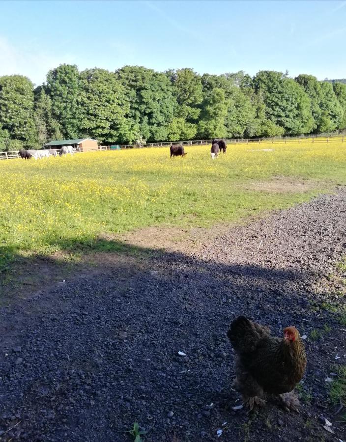 Hotel Durham Donkey Rescue Shepherd'S Hut Zewnętrze zdjęcie