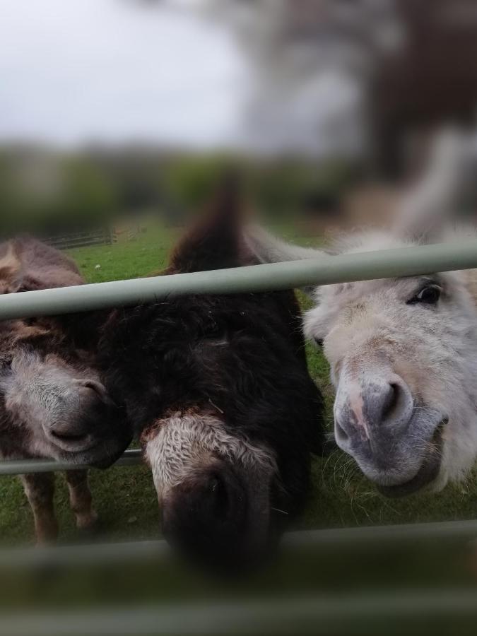 Hotel Durham Donkey Rescue Shepherd'S Hut Zewnętrze zdjęcie