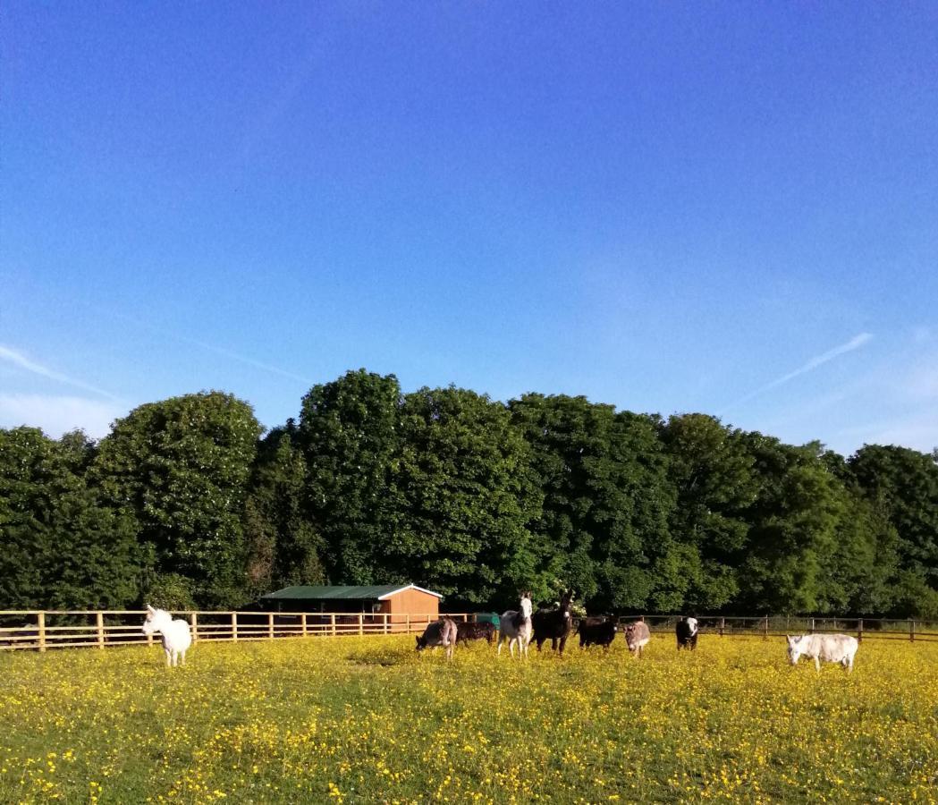 Hotel Durham Donkey Rescue Shepherd'S Hut Zewnętrze zdjęcie