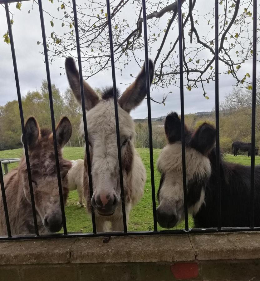 Hotel Durham Donkey Rescue Shepherd'S Hut Zewnętrze zdjęcie