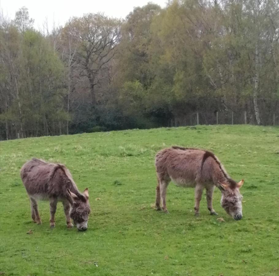 Hotel Durham Donkey Rescue Shepherd'S Hut Zewnętrze zdjęcie